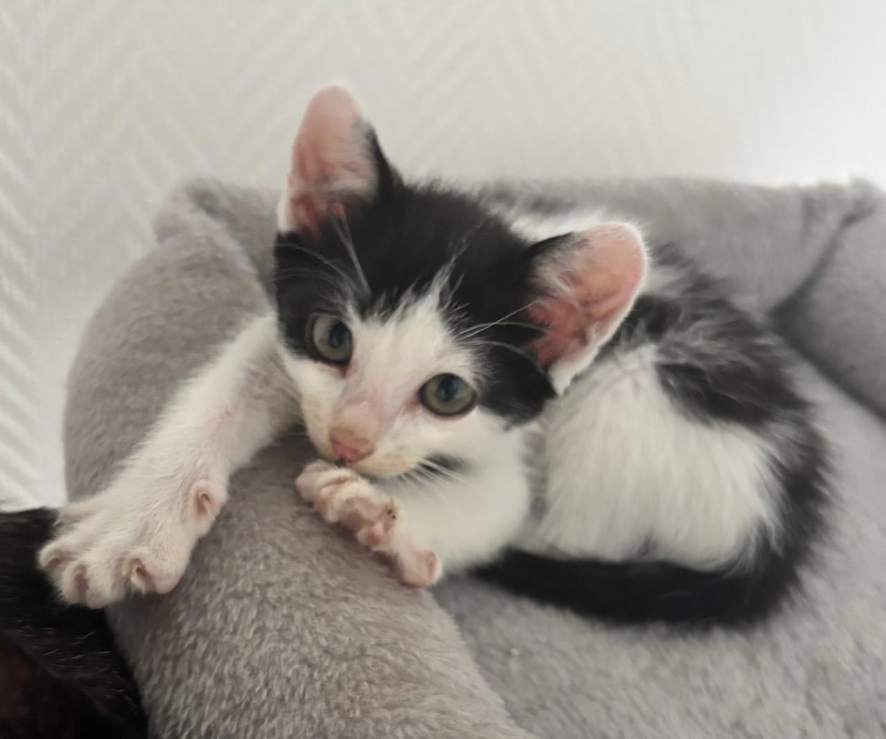 photo d'un chaton noir et blanc alongé sur un coussin et qui tend ses pattes avant.