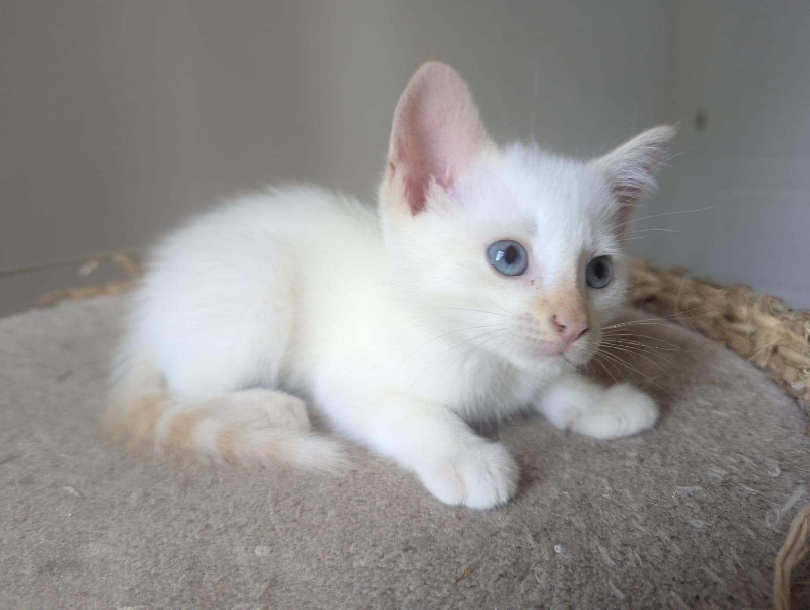 photo d'un chaton blanc alongé sur un arbre à chat. Il regarde vers la droite.