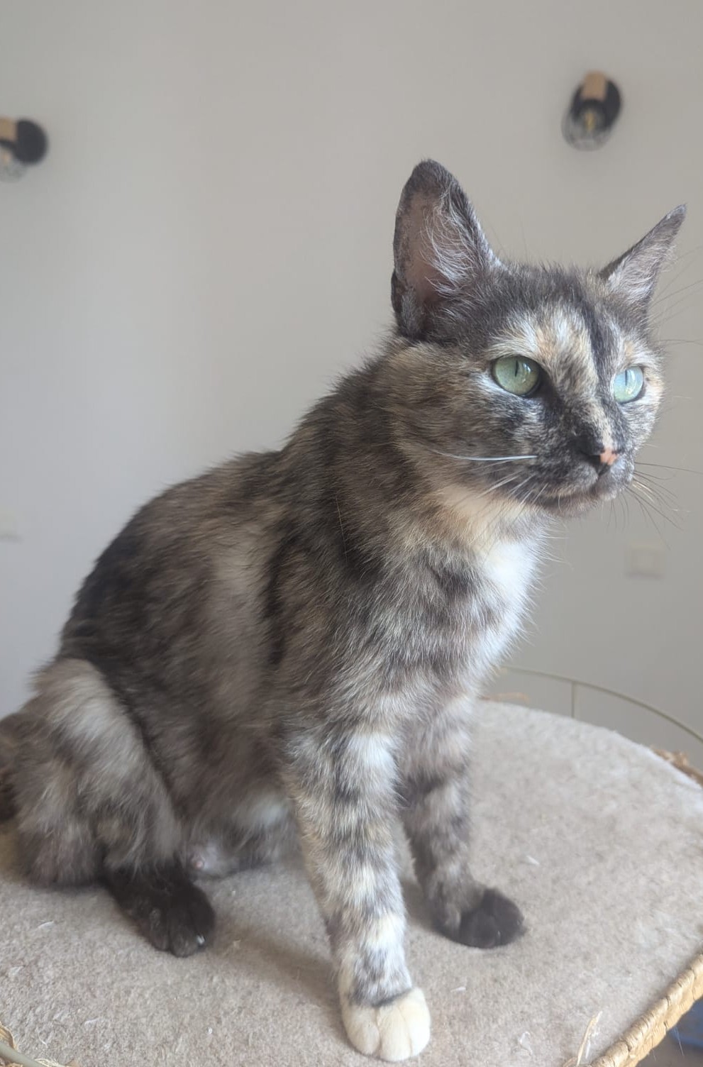 photo d'un chat gris et marron assis sur un arbre à chat. Il regarde vers la droite.