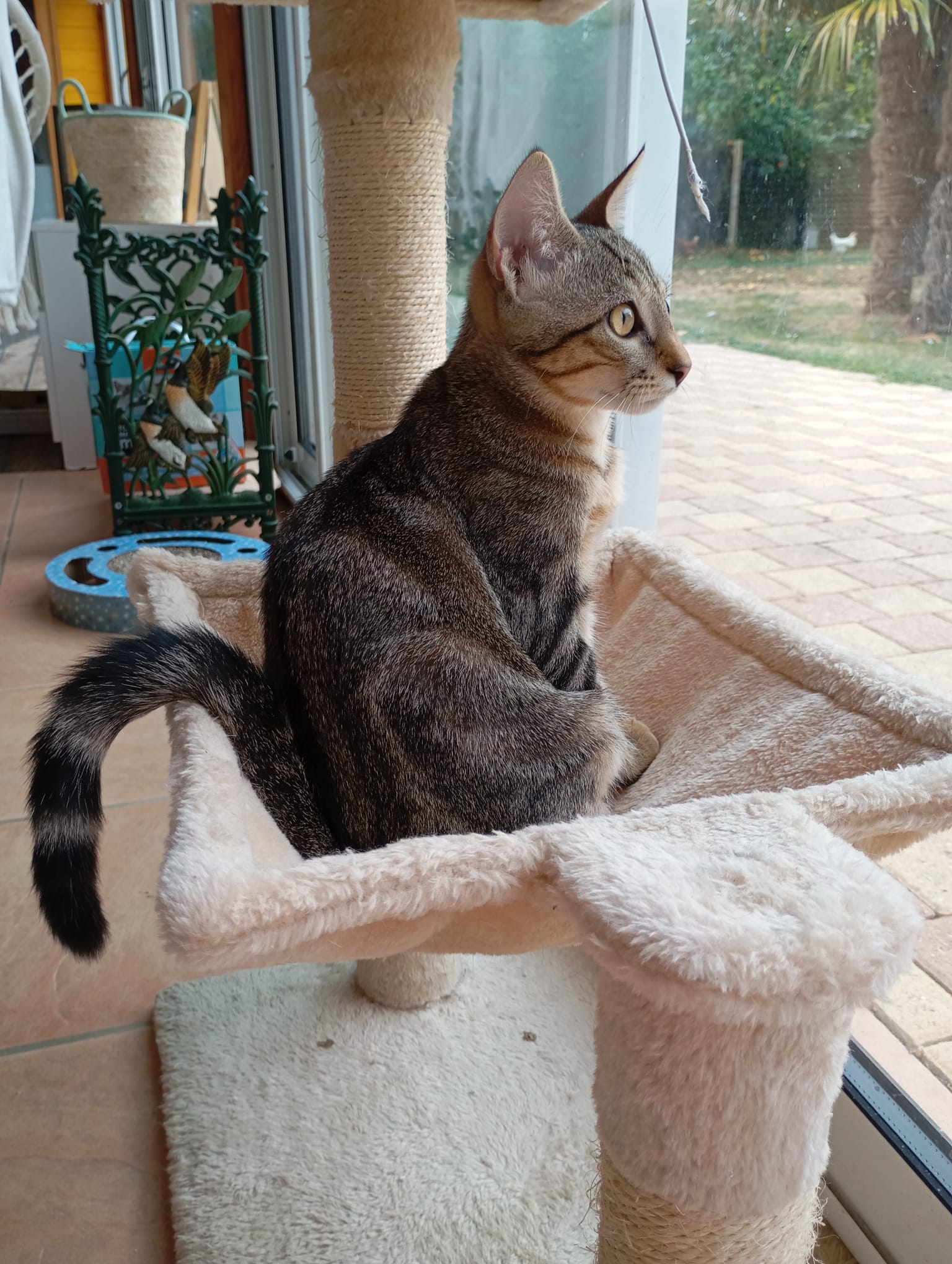 Photo de ALF