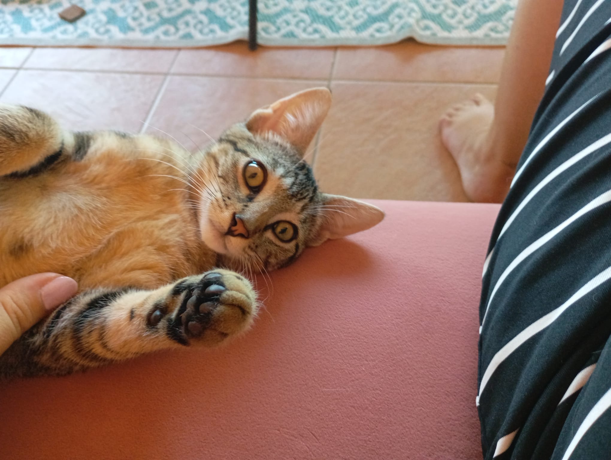 Photo de Arlo