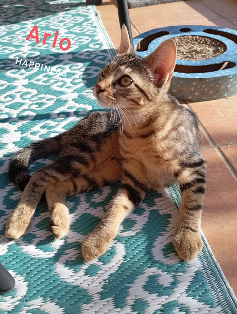 Photo de Arlo