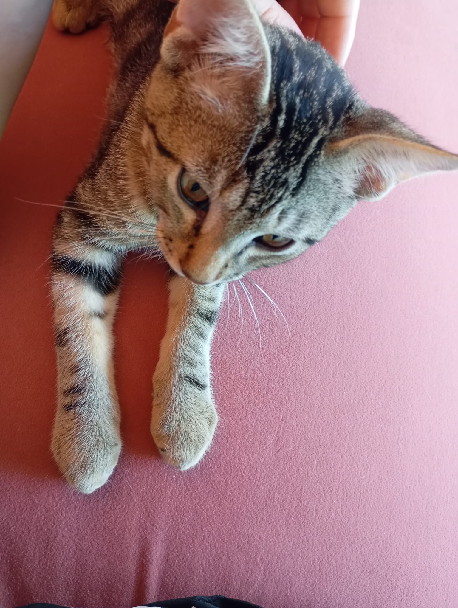 Photo de Arlo