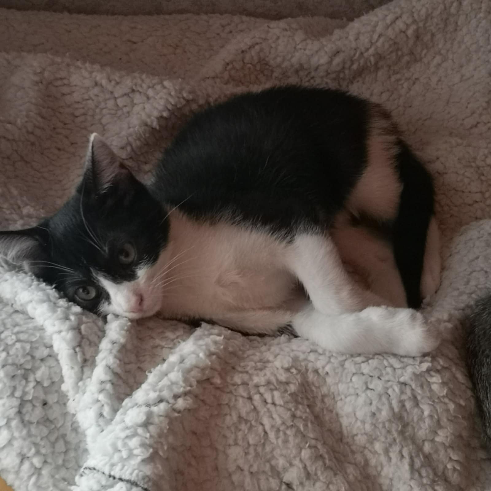 Photo de AVALON