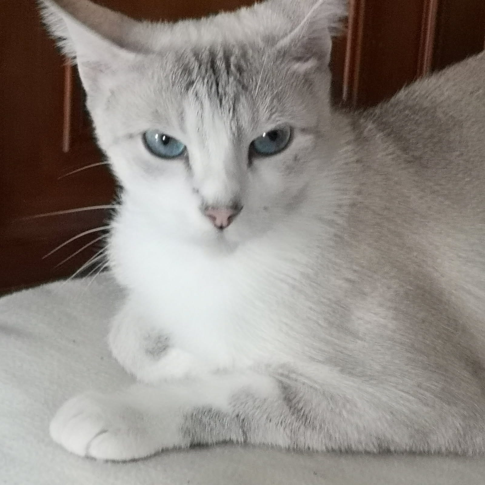 Photo de AZUR