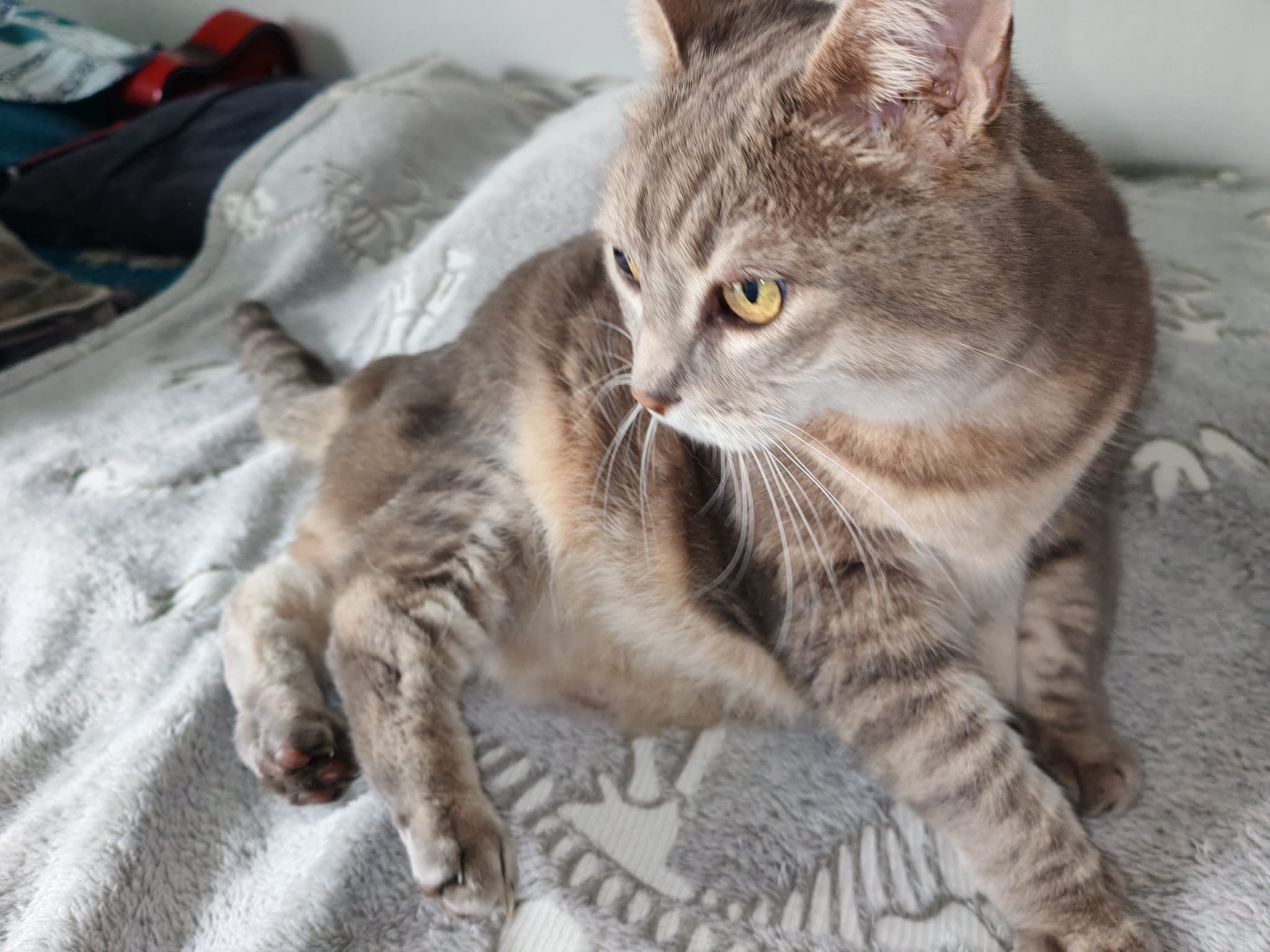 Photo de CHIPIE