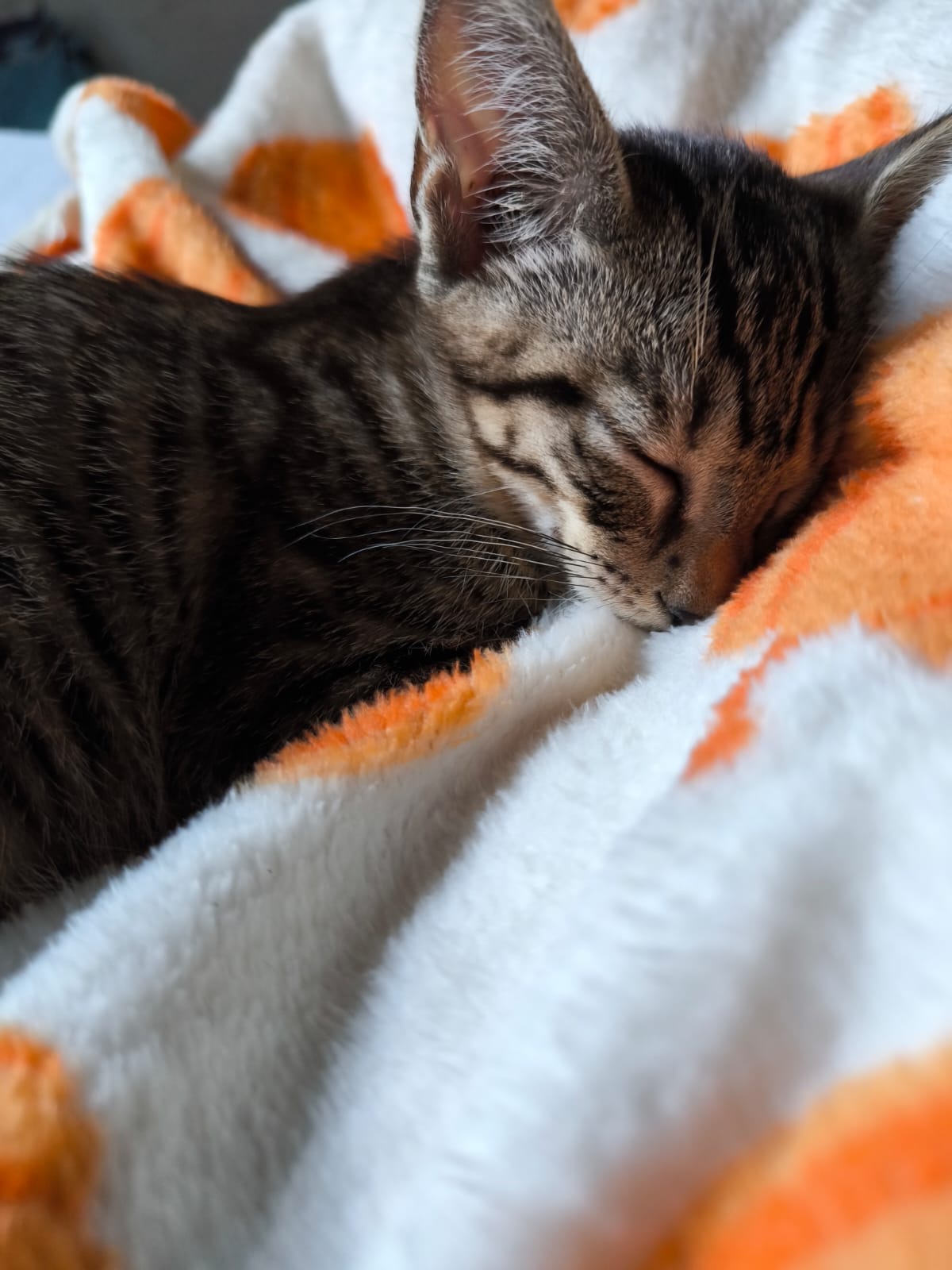 Photo de NOISETTE