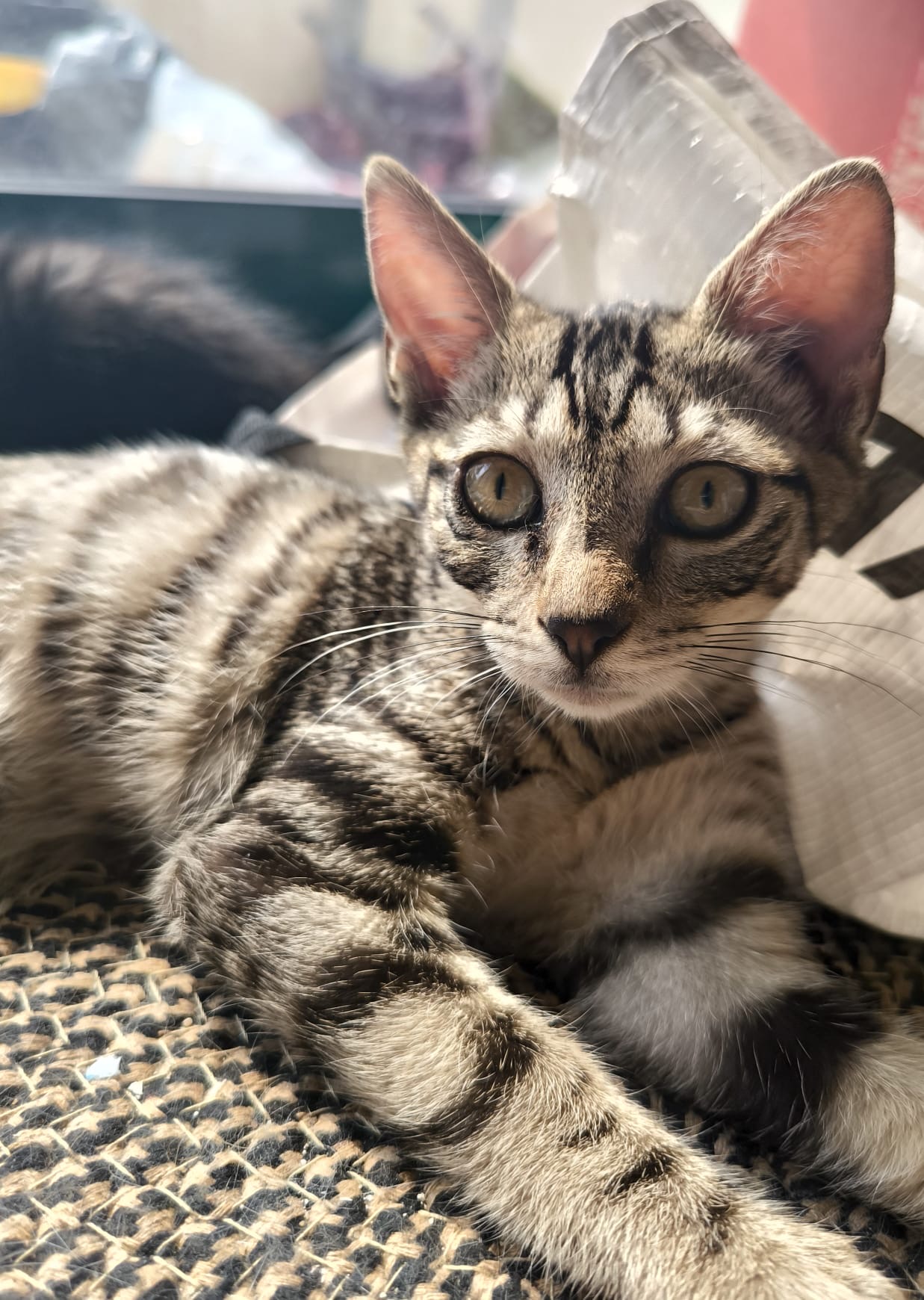 Photo de NOISETTE