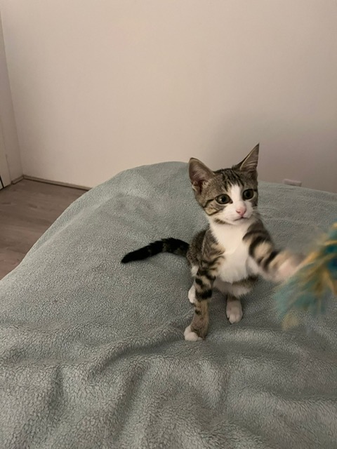 Photo de OTTIE