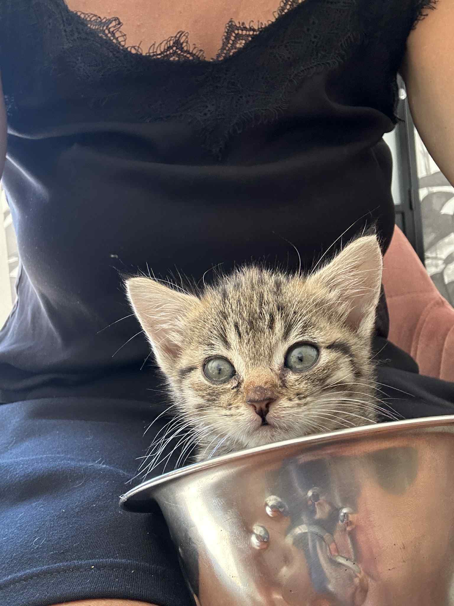 Photo de CHOUQUETTE