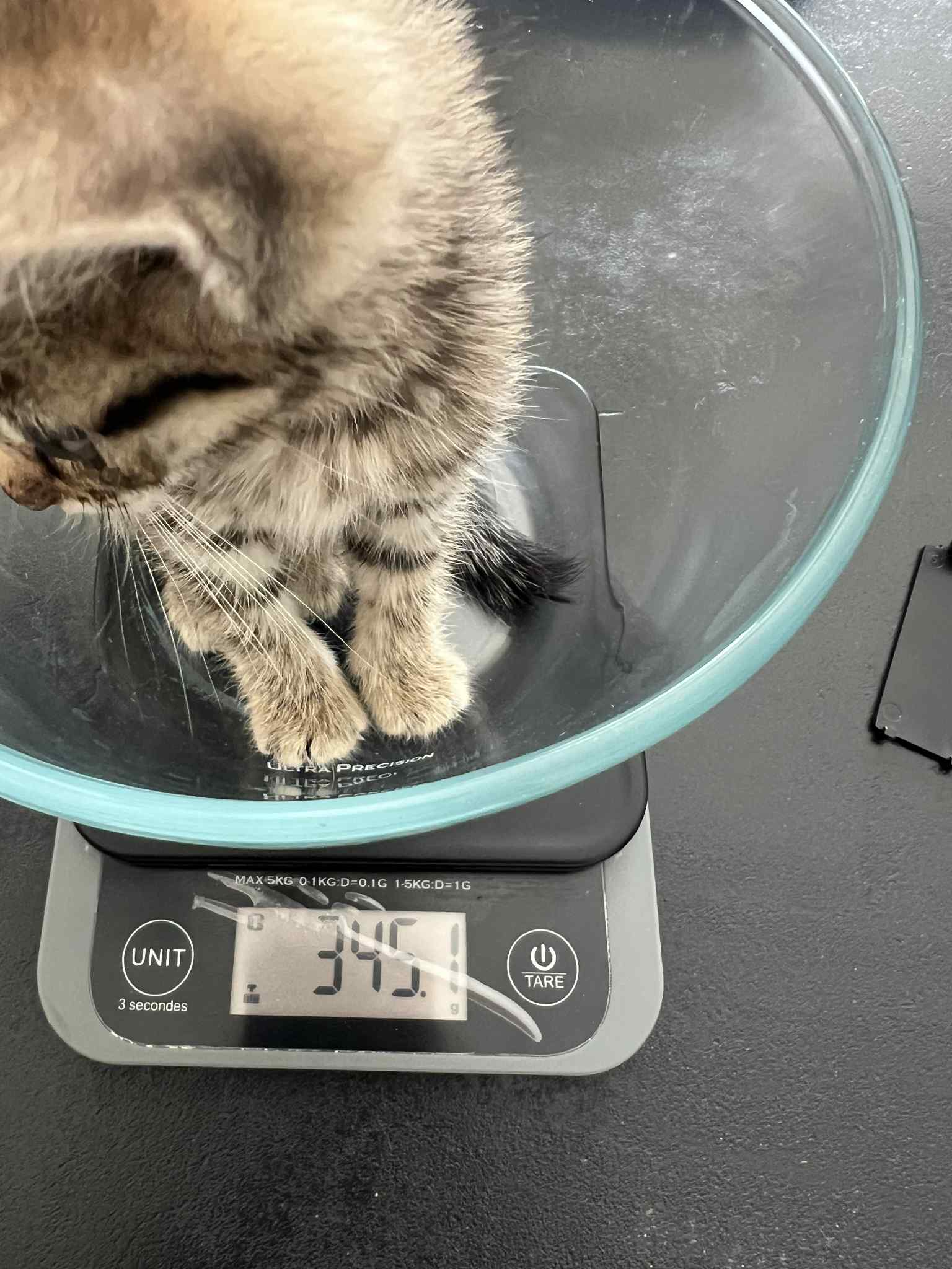 Photo de CHOUQUETTE