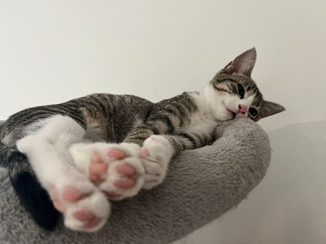 Photo de MIRZA