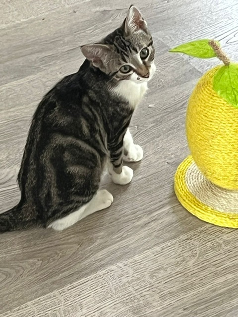 Photo de OPALINE