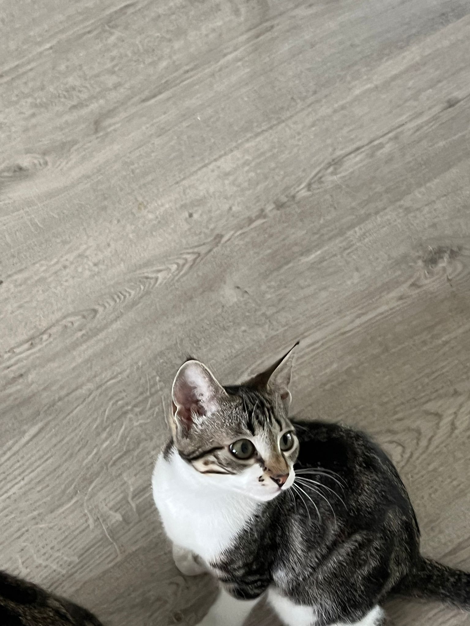 Photo de OPALINE
