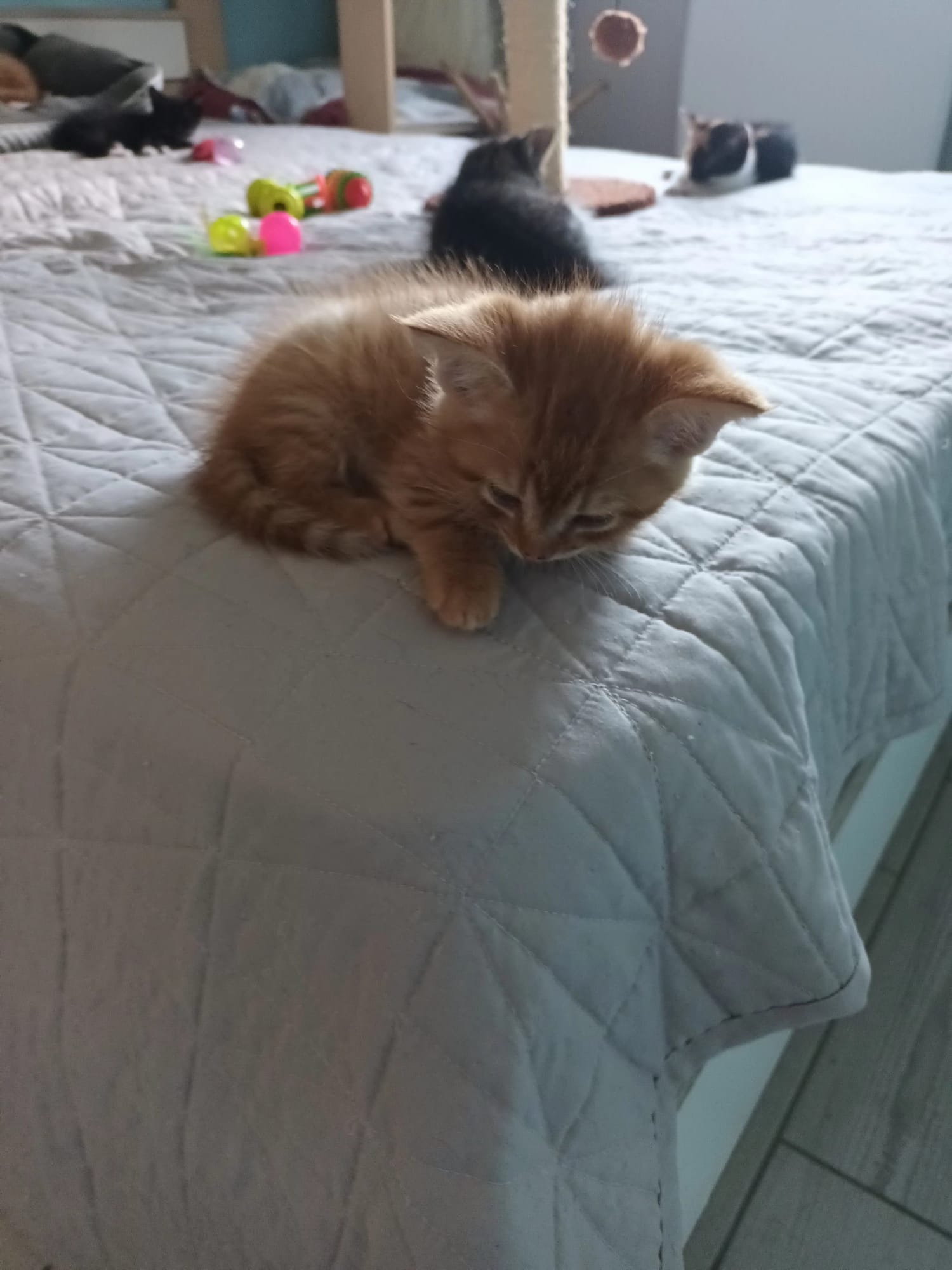 Photo de ASLAN