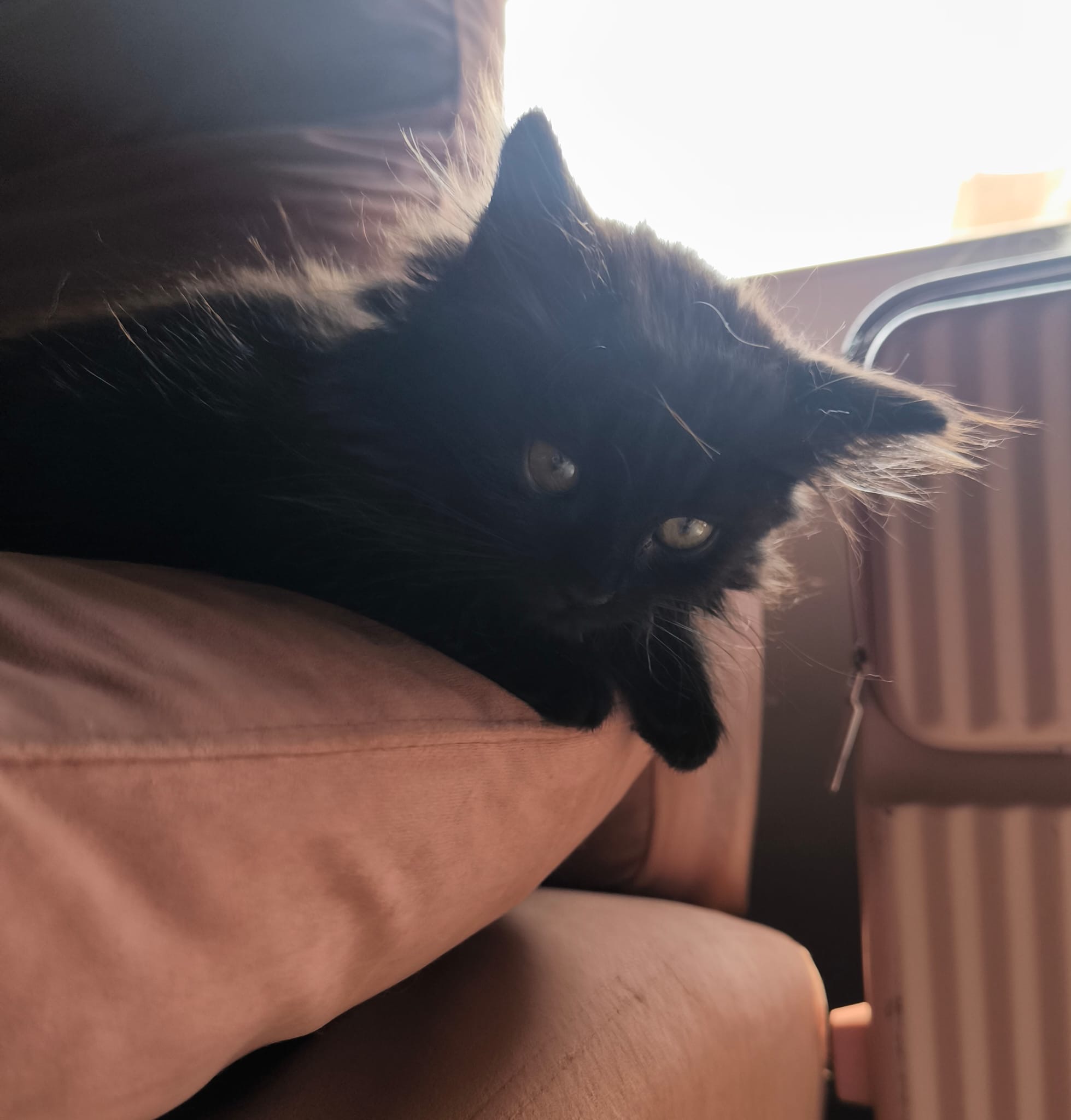 Photo de LYRA