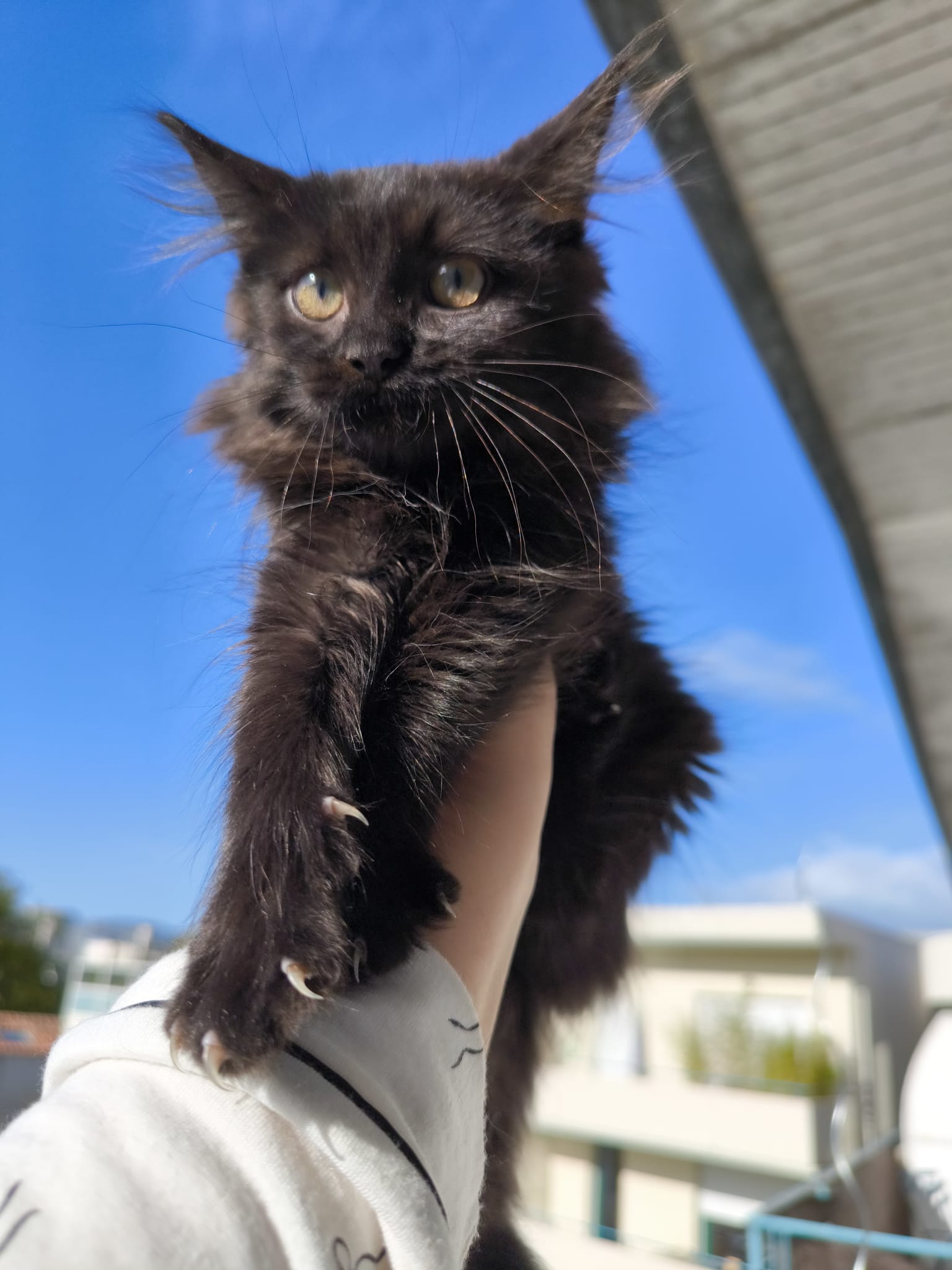 Photo de LYRA
