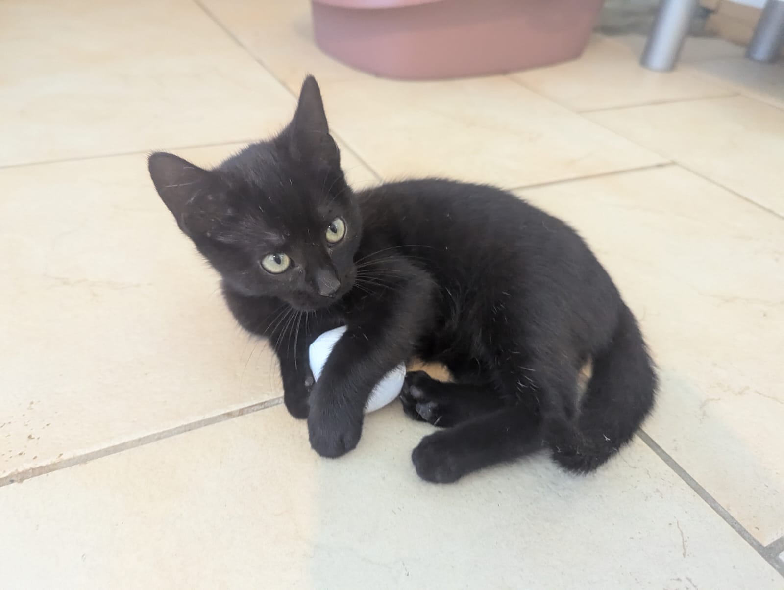 Photo de NEO