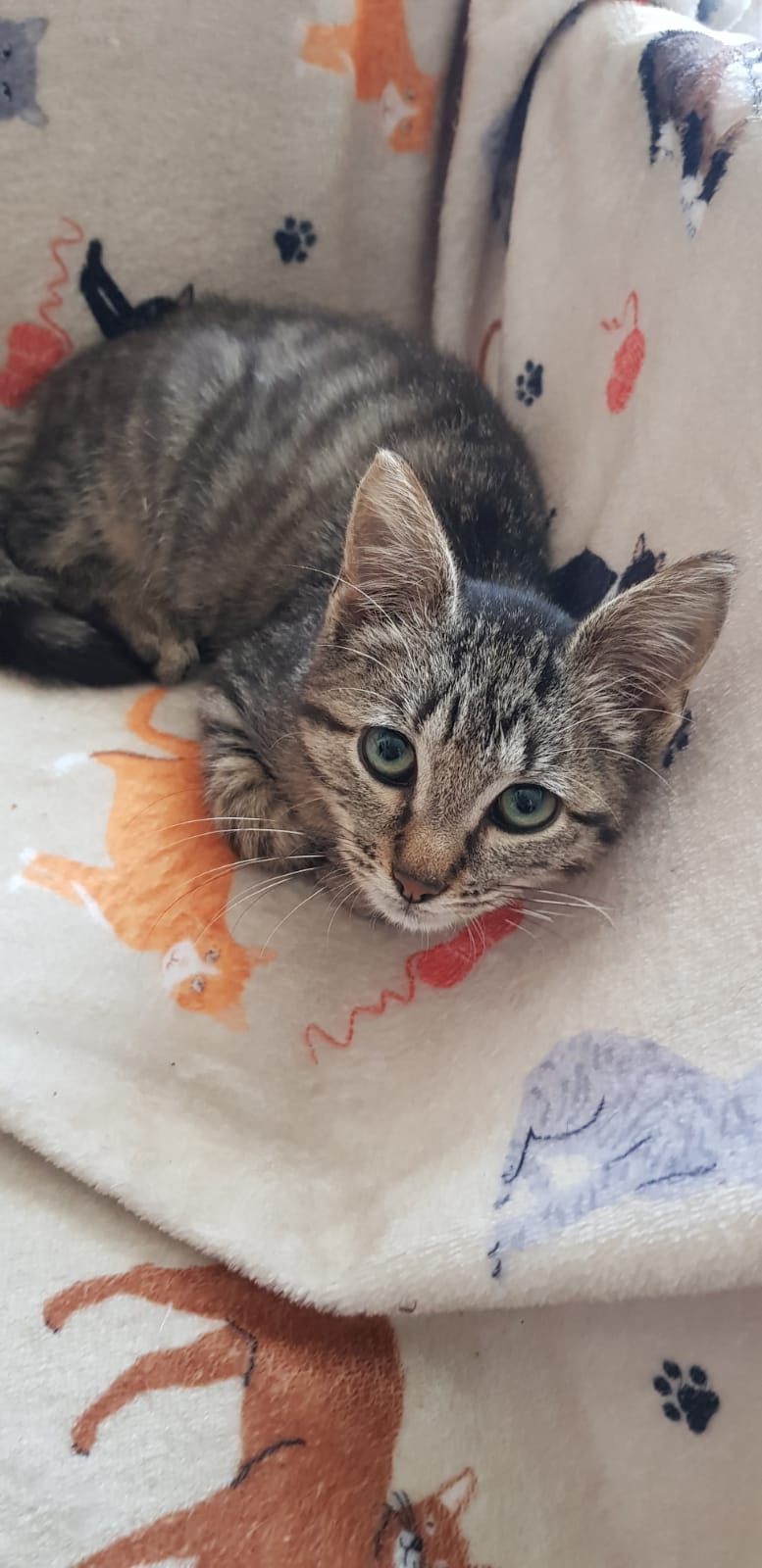 Photo de YODA