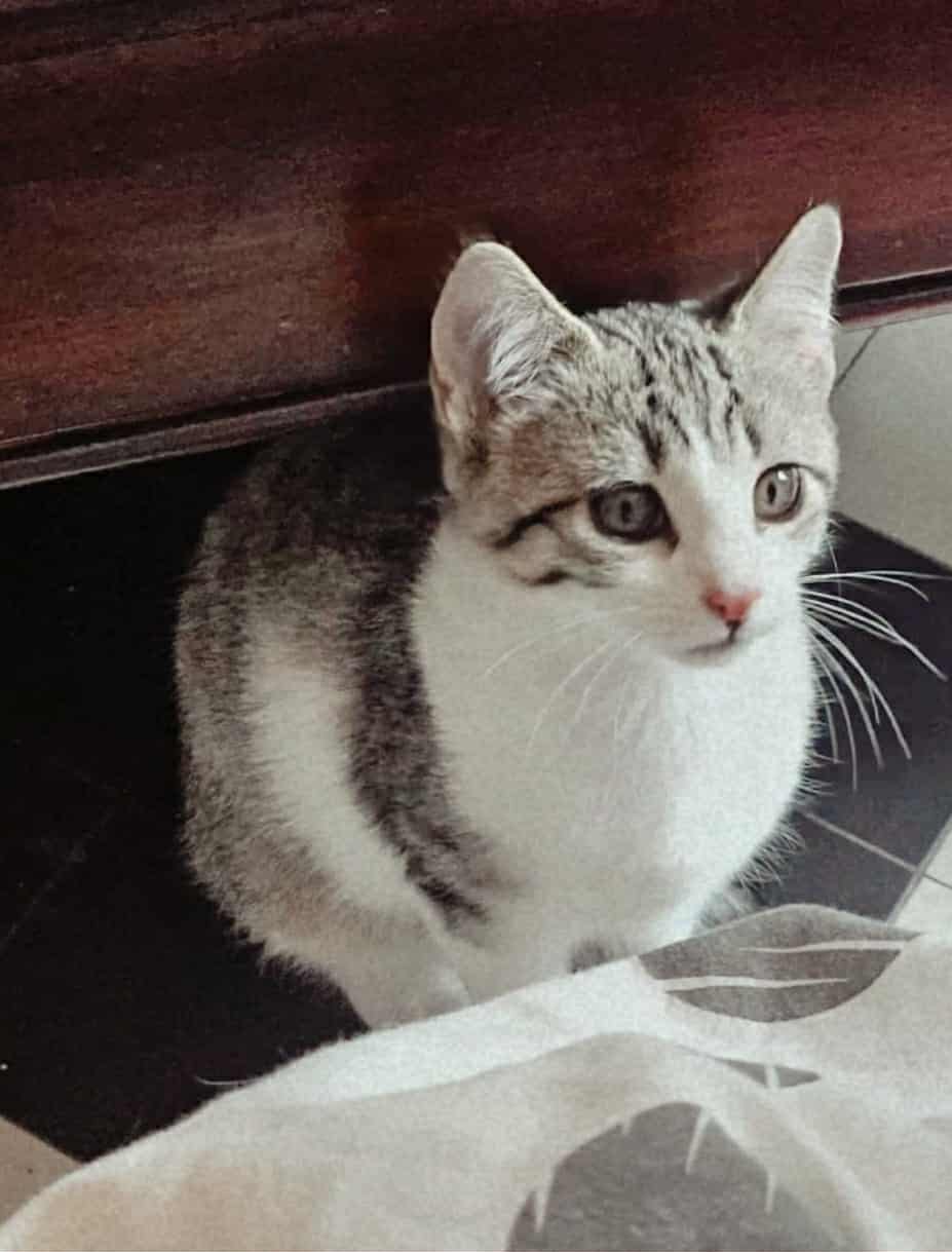 Photo de "PETIT MUSEAU"