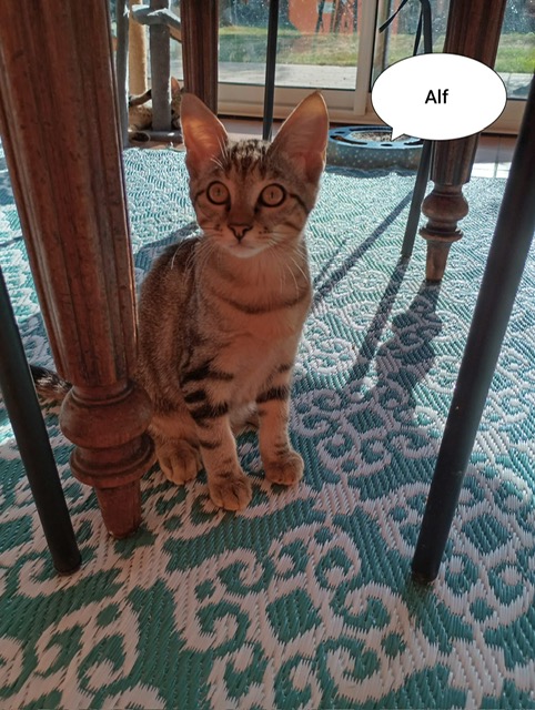 Photo de ALF