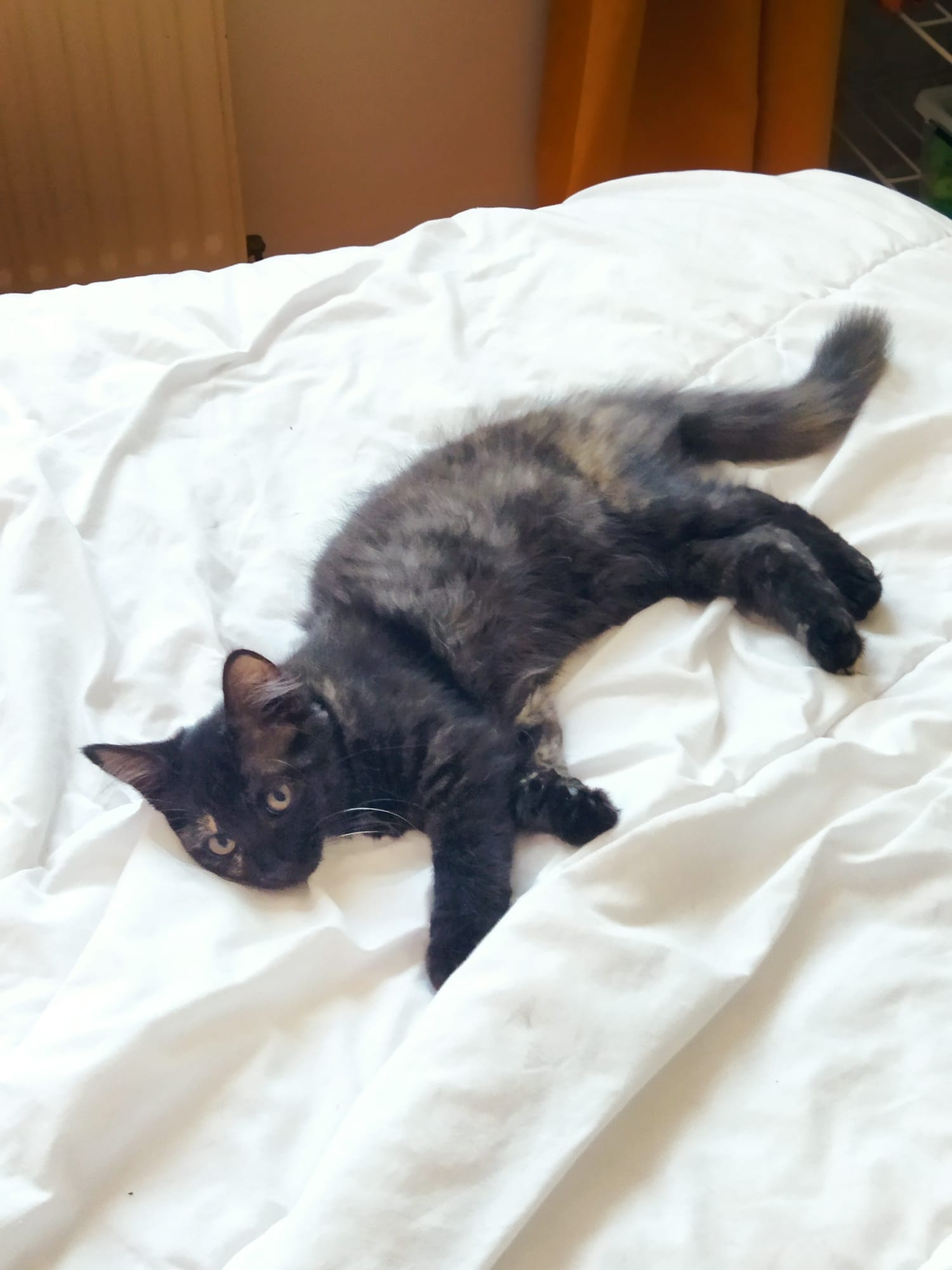 Photo secondaire 2 de l'association