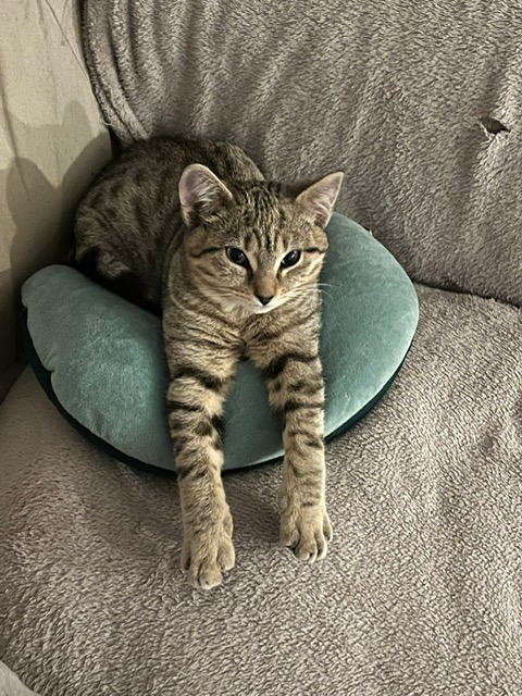 Photo principale de l'association