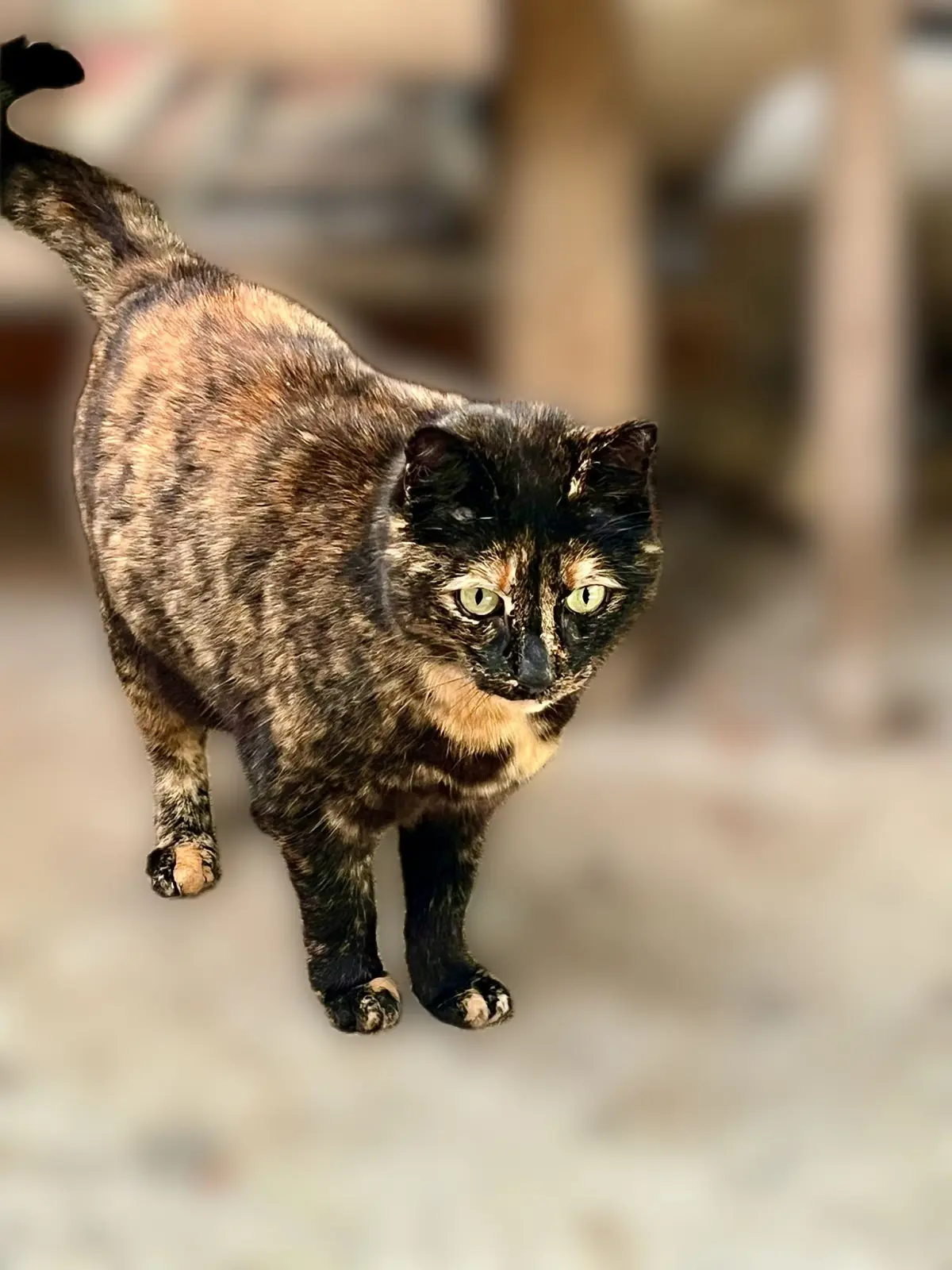 Photo secondaire 1 de l'association