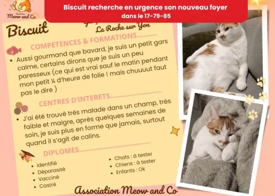 Photo de Biscuit