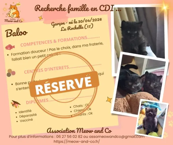 Photo de Baloo