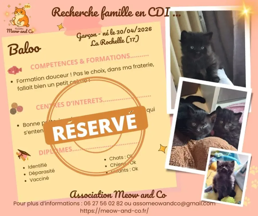 Photo de Baloo