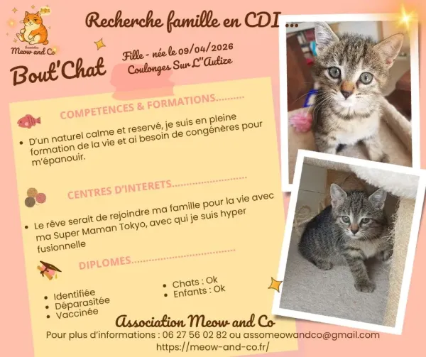 Photo de Bout chat
