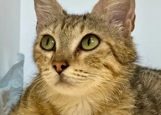 Photo de Shenzi 