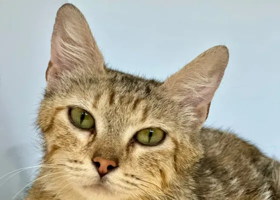 Photo de Shenzi 