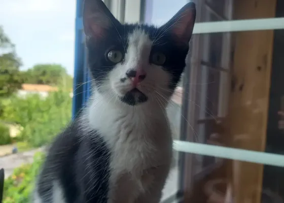 Photo de Pipa