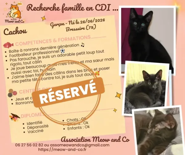 Photo de Cachou