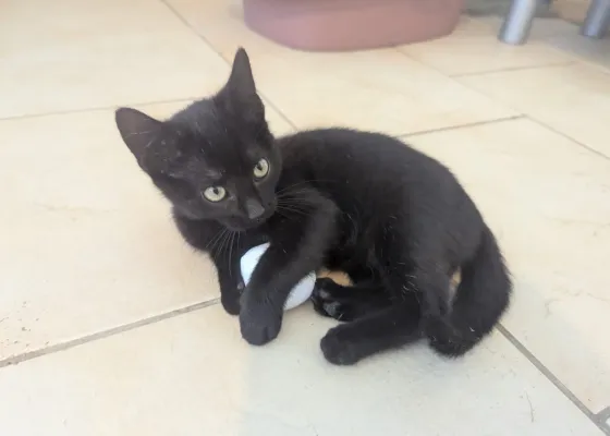Photo de NEO