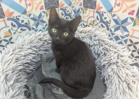 Photo de NEO
