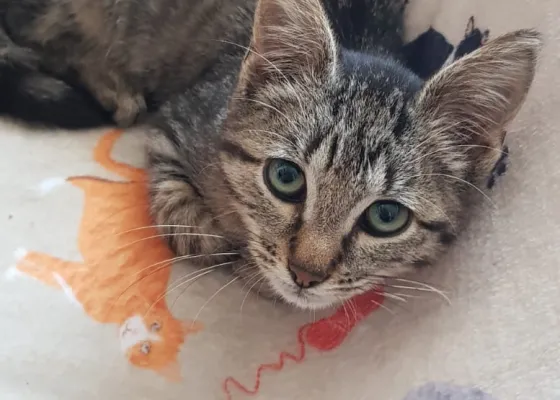 Photo de YODA