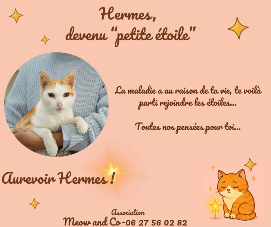 Photo de HERMES