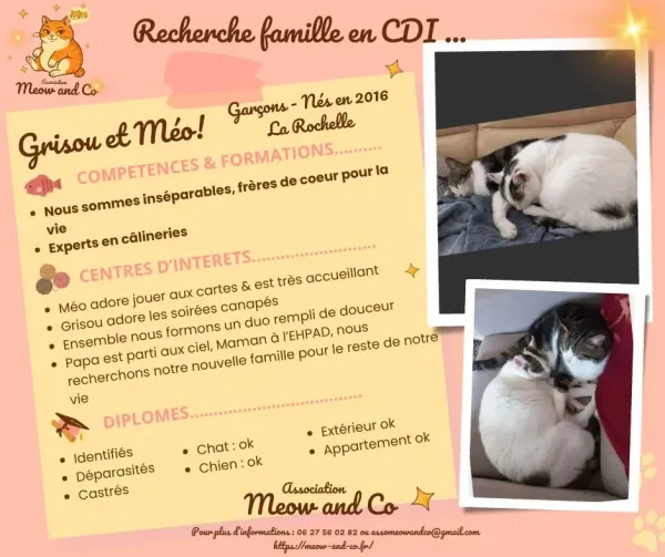 Photo de GRISOU ET MEO