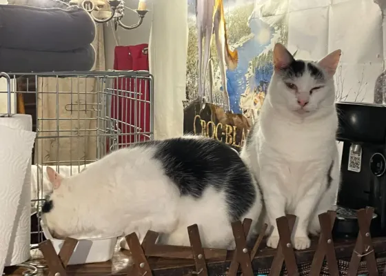 Photo de NIRKO ET NOUCHKA