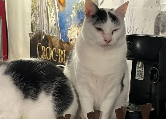 Photo de NIRKO ET NOUCHKA