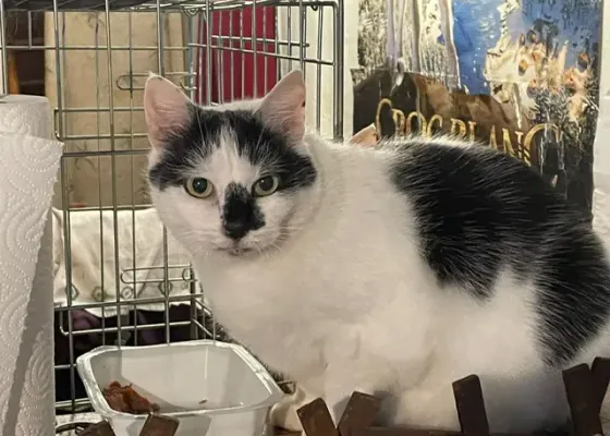 Photo de NIRKO ET NOUCHKA